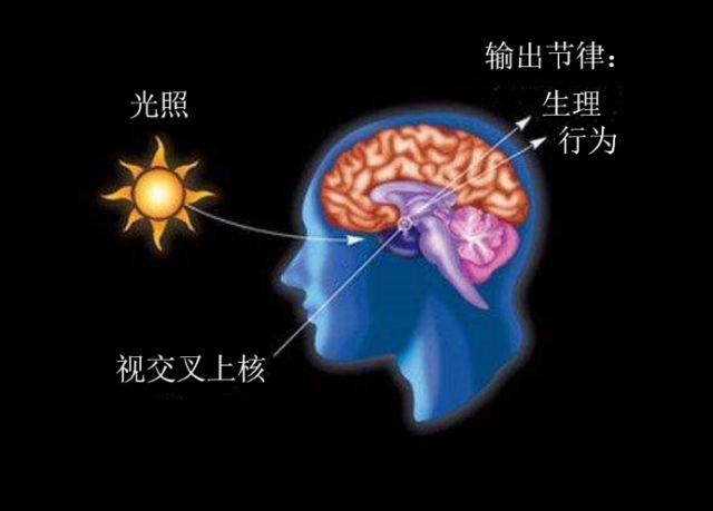 生物钟受大脑的 下丘脑"视交叉上核"控制.