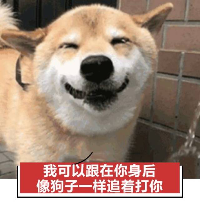 狗狗是怎么从中国人的口粮变成骂人话的?