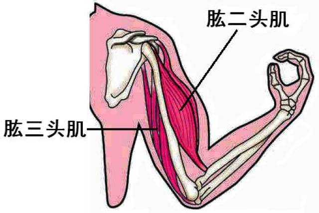 (2)伸肘动作:肱三头肌收缩,肱二头肌舒张.