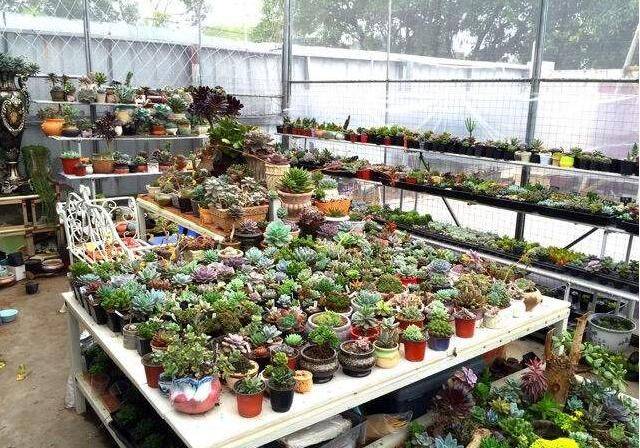 恒温花房阳光房应该怎么做?哪些植物只能种在花房里?