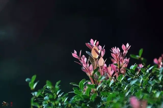 细节等表现出来;而被光面则会产生明暗对比,增加画面的立体感