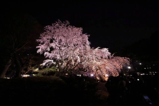 夜樱缤纷 浪漫赏樱地图