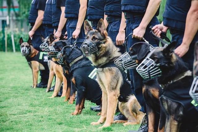 萧山区公安分局警犬基地