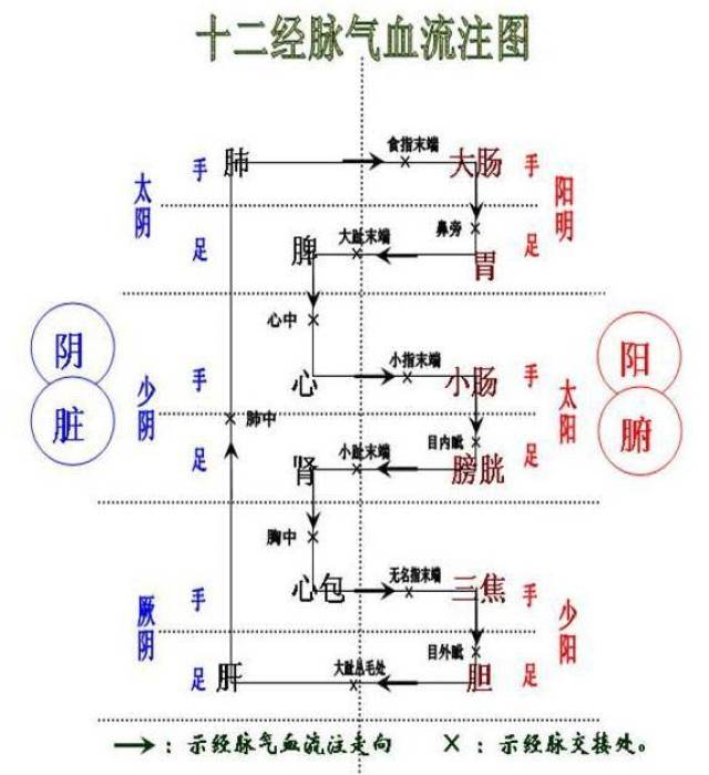 少阳相火阳明燥金太阳寒水厥阴风木少阴君火太阴湿土