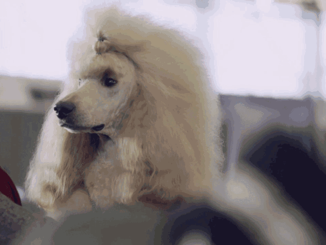 狗狗的禅意处世哲学