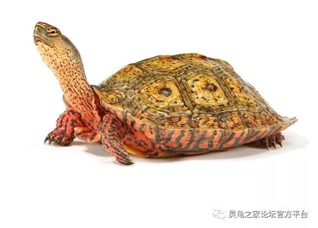 格雷罗木纹龟 背甲棕色,低,宽,上有黑色斑点,盾片有黑色镶边的红色或