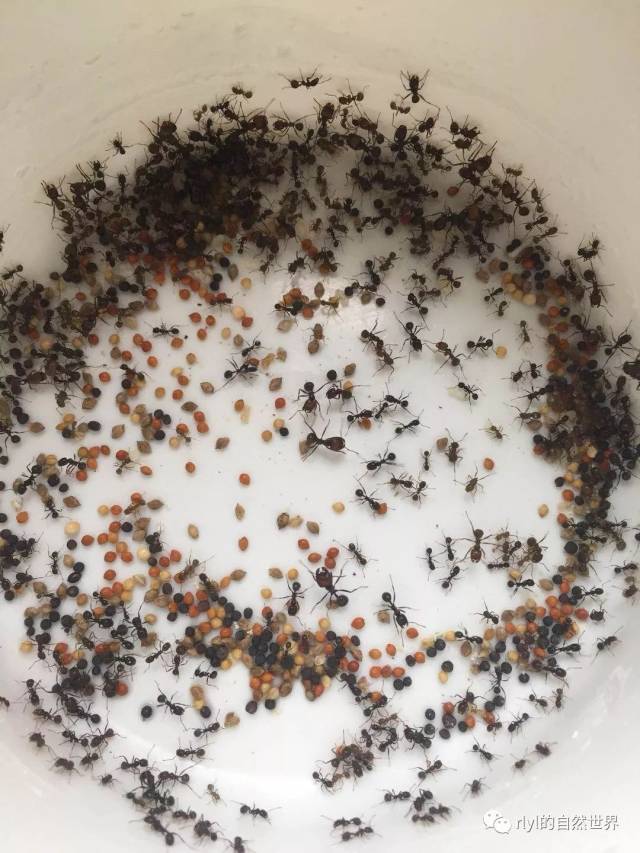 建议入手3后100工,可以饲养草地铺道蚁(tetramorium caespitum),双隆