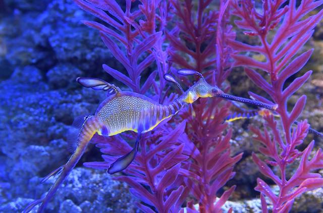 草海龙——海洋生物中杰出的伪装大师