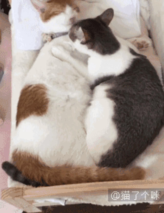感情超好的两只猫,一起睡觉的画面太甜了