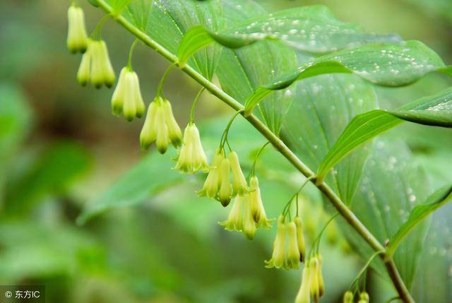 这种草药种植一亩能赚5万元,每克等同黄金价,你会种吗?