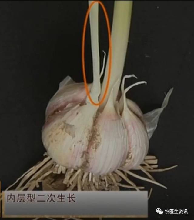 解密大蒜二次生长,如何识别和预防