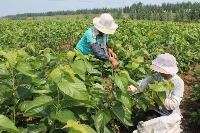 桑树冬季这样修剪,来年轻松夺高产