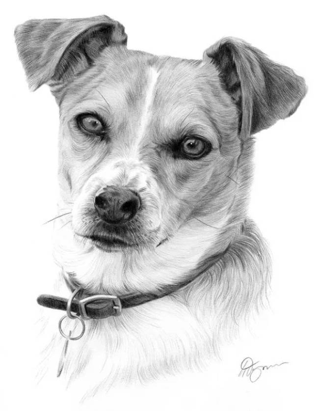 狗狗的素描画,画风更紧凑,纹理可细腻 也可以画的很松弛 是艺术家经常