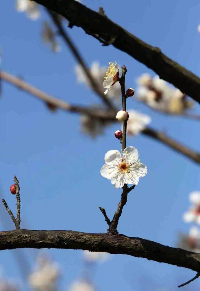 唐梅宋梅腊梅六瓣梅还有十里梅花香雪海,超山梅花美得