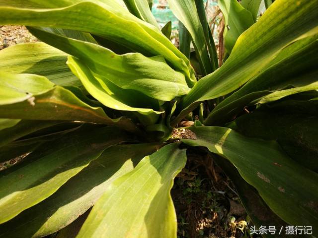 农村一种四季常青的植物,有人称其为"万年青",能治疗咽喉肿等