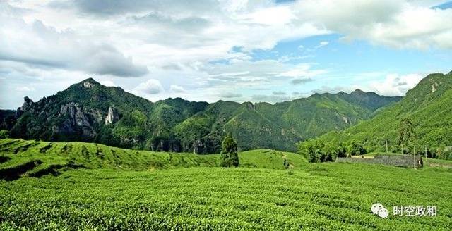 政和县佛子山茶园全景图