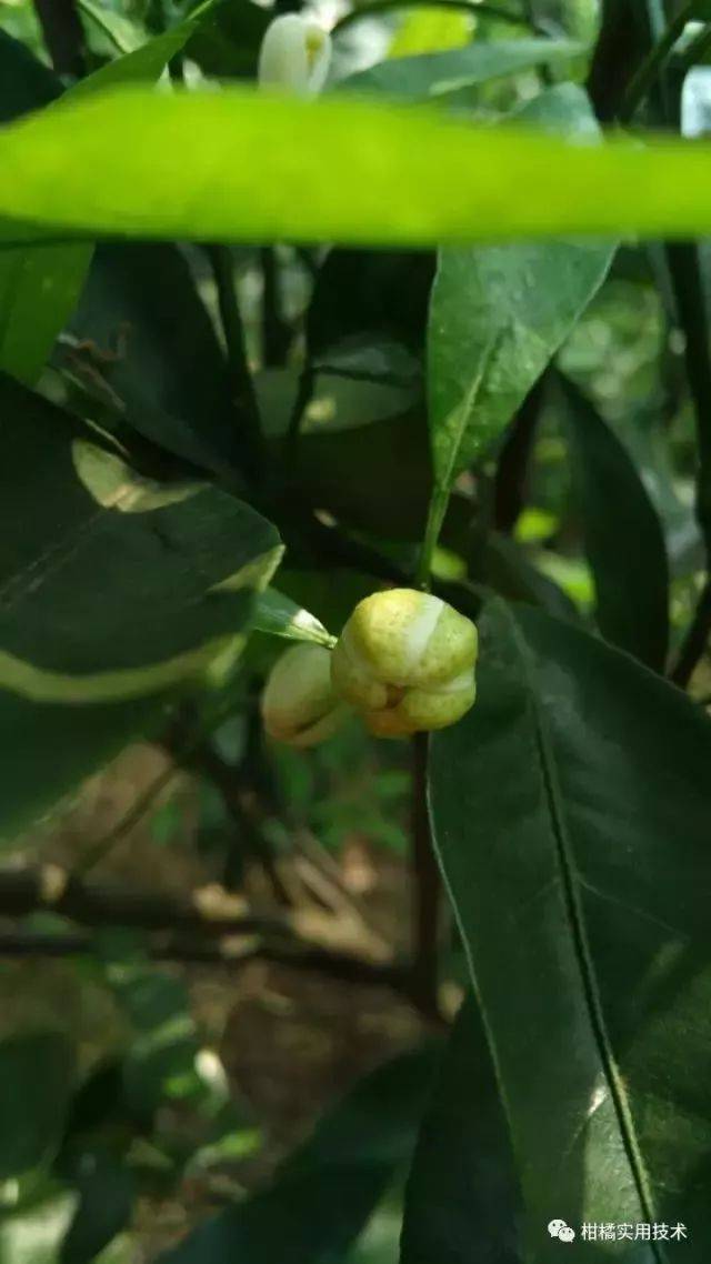 花蕾蛆形成的灯笼果