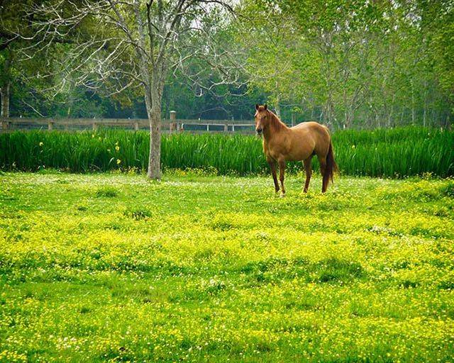 举例来说:pony发生蹄叶炎的机率较一般马高,所以在春季就要为这类的图片