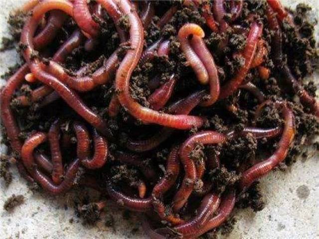 怎样用蚯蚓钓鱼上鱼快?根据不同的种类来用饵