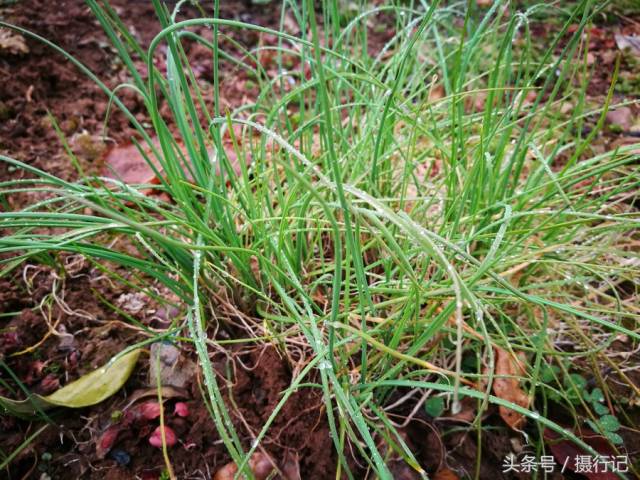 别名叫沙葱,麦葱,山葱.