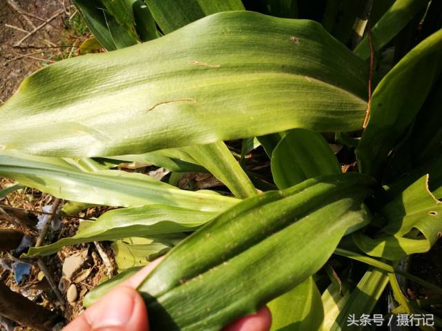 农村一种四季常青的植物,有人称其为"万年青",能治疗咽喉肿等