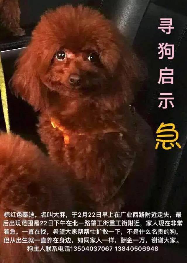 【寻狗启示】有重谢!寻找棕红色泰迪犬——大胖!