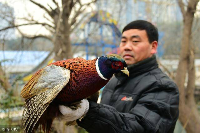 第一,野鸡.