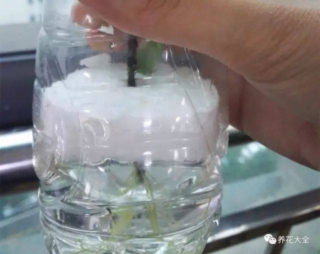 瓶子废物利用厨房 4250969cdaca4e58aa5746cba6af8b61.jpeg