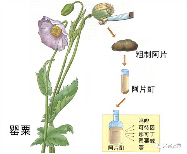 罂粟是制取鸦片的主要原料,同时其提取物也是吗啡,可待因,罂粟碱等多