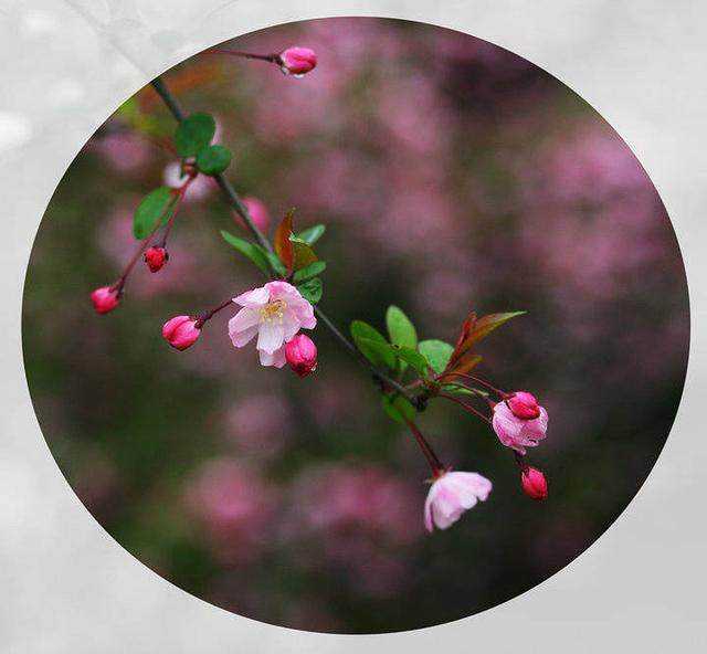 花开花落,念你如初