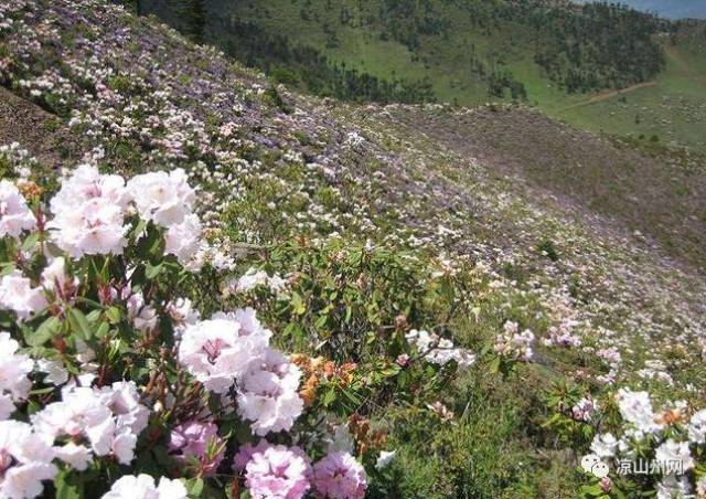 中国最大索玛花海,竟然在凉山州