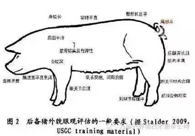 【图文详解】手把手教你选好后备母猪