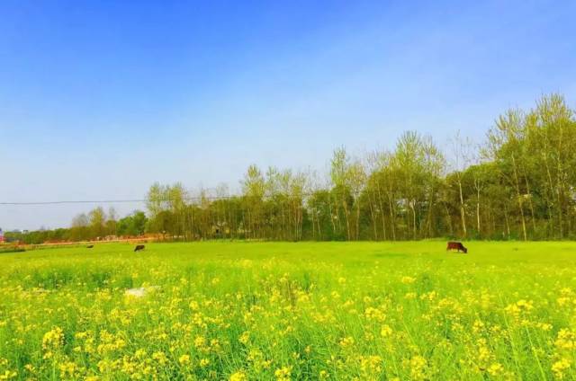 80年代樟树影像:乡愁,还有故乡的原风景!