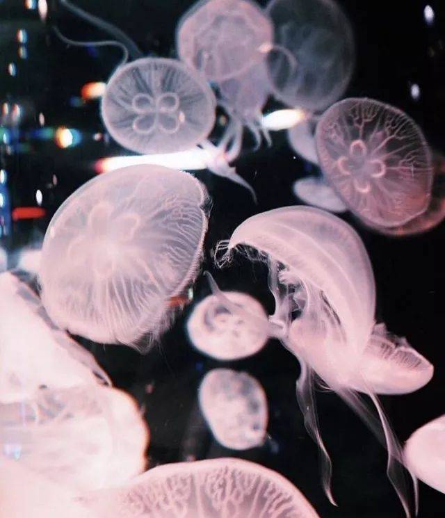 在水族馆欣赏粉红色的夜光水母以及观看夜樱氛围的灯光音乐海豚秀,想
