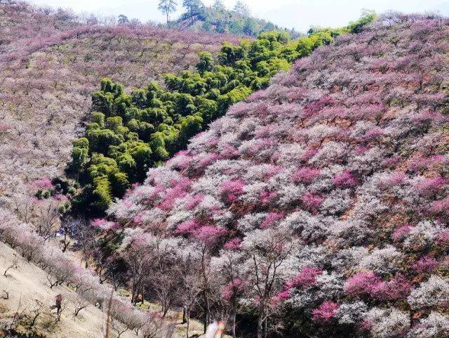 3/3.7探秘安吉梅花沟,赏千亩梅林盛景