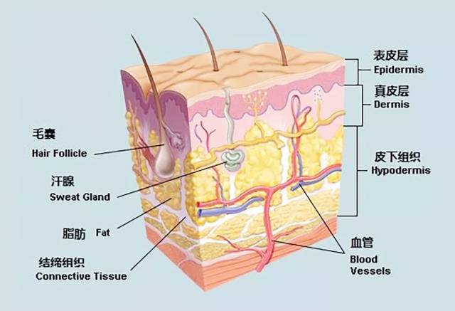 皮肤每天会产生大量新陈代谢垃圾 而人体皮肤由表皮,真皮与皮下组织