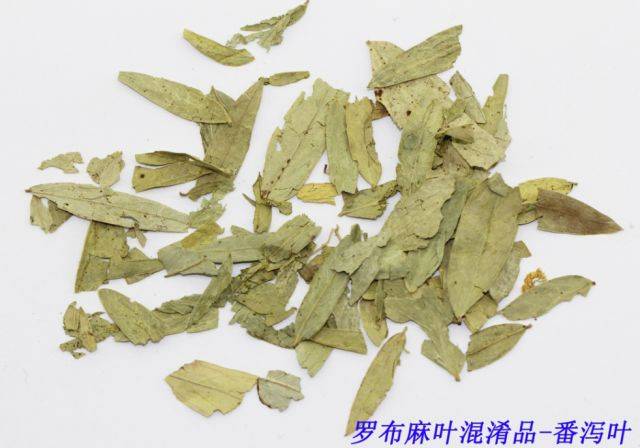 【秉正·药鉴】秉正堂中药饮片鉴别流程第五十二期——罗布麻叶的鉴别