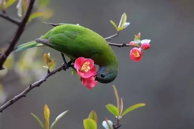 劝君莫打三春鸟,子在巢中望母归