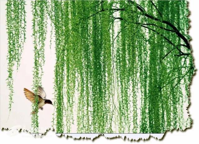 【聆听】春风暖 作者:刘华文 朗诵:暴风雨后的茉莉