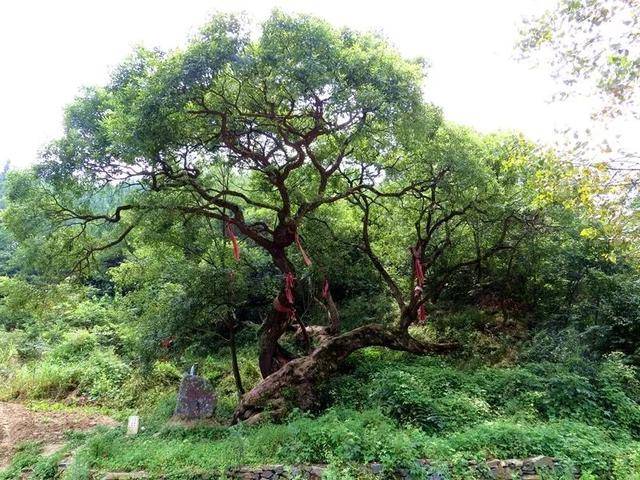 每日一景|走进千年古树群风景区