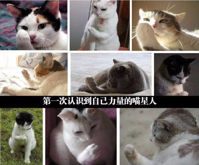 你们是猴子派来搞笑的吗?|爆笑囧图