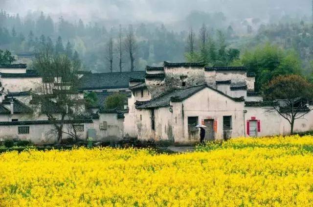 春天最好的告白方式，就是带她去婺源，别辜负这大好春光