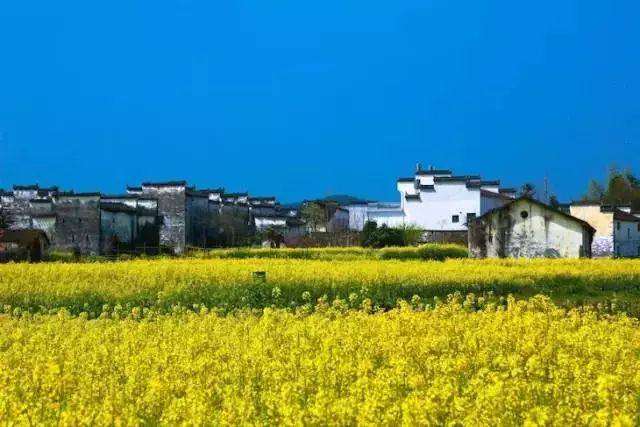 春天最好的告白方式，就是带她去婺源，别辜负这大好春光