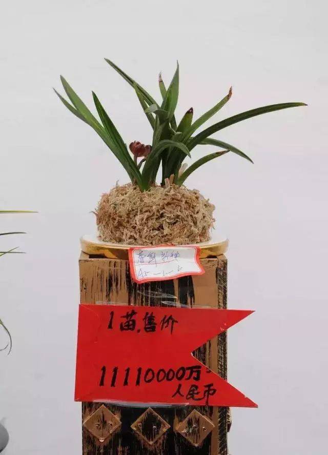 的,10w还是有人收的 昆明市兰展上,一盆"春剑新种"竟标出1111万的价格