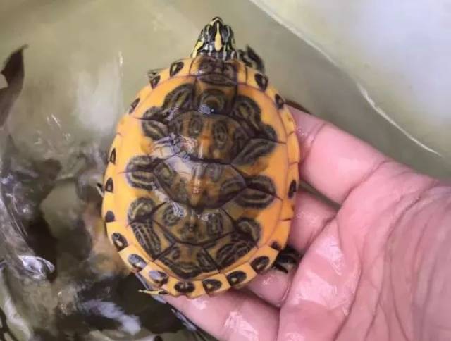 变异火焰 滑龟属trachemys 大名顶顶的巴西龟就在这个属里,这里还有