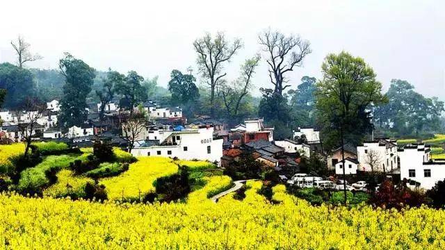 春天最好的告白方式，就是带她去婺源，别辜负这大好春光