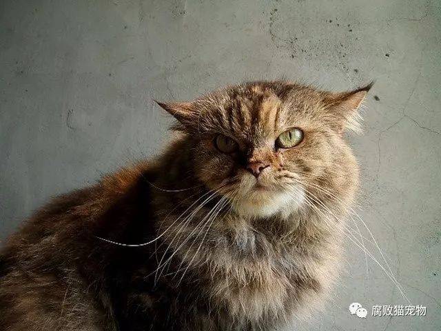 24岁的猫奶奶是怎样子的呢?