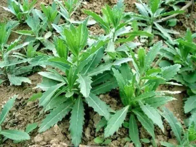 济源2018最强挖野菜攻略奉上!