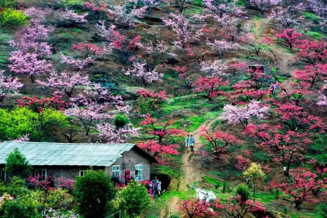 【连平桃花,中国最艳】2018广东连平首届桃花徒步节