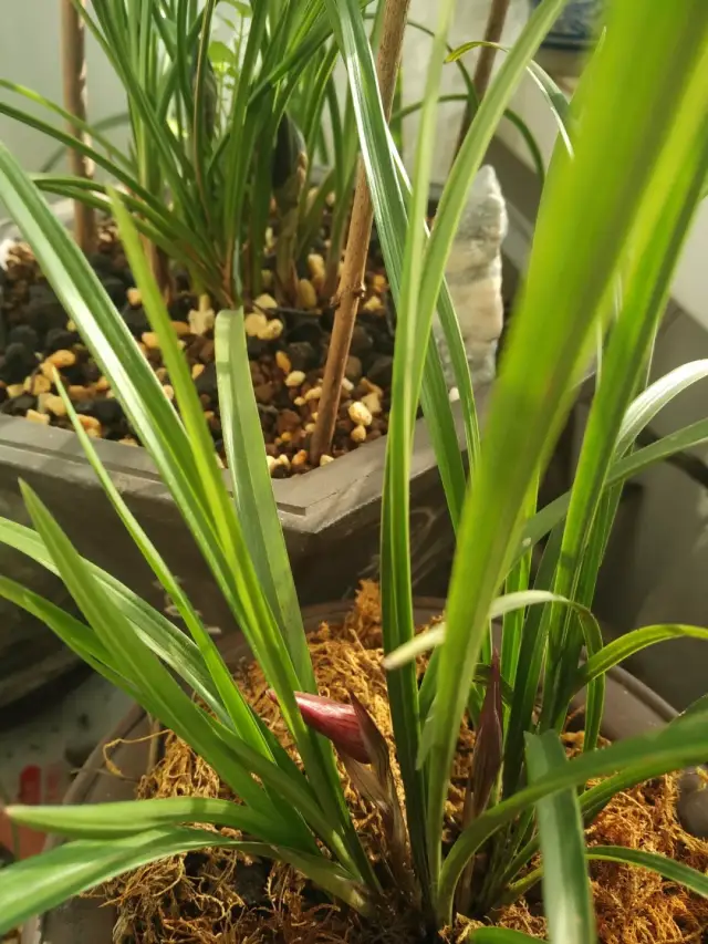 莲瓣兰汗血宝马开花全记录